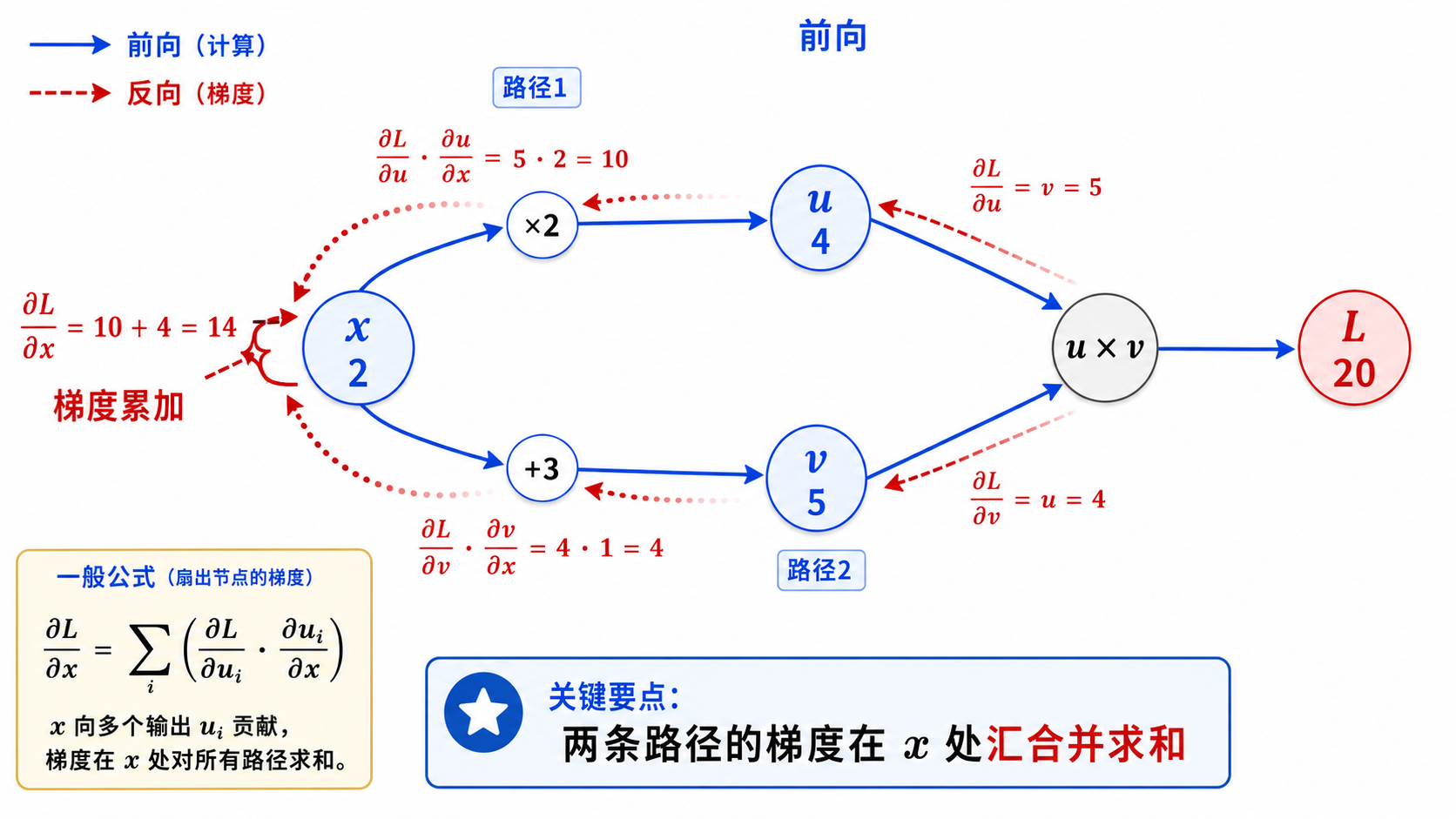 Fan-Out:多路径梯度的求和