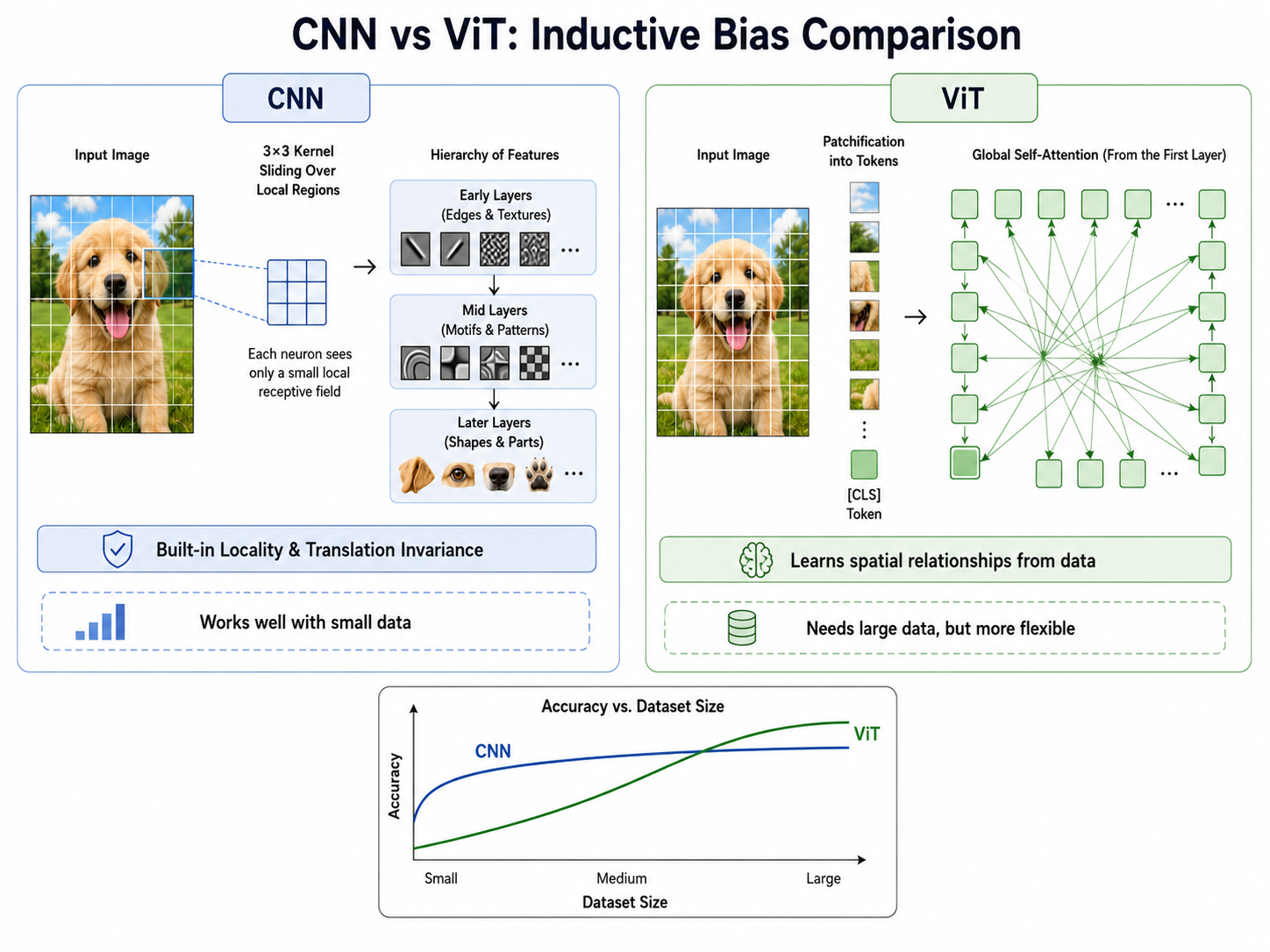 ViT evolution
