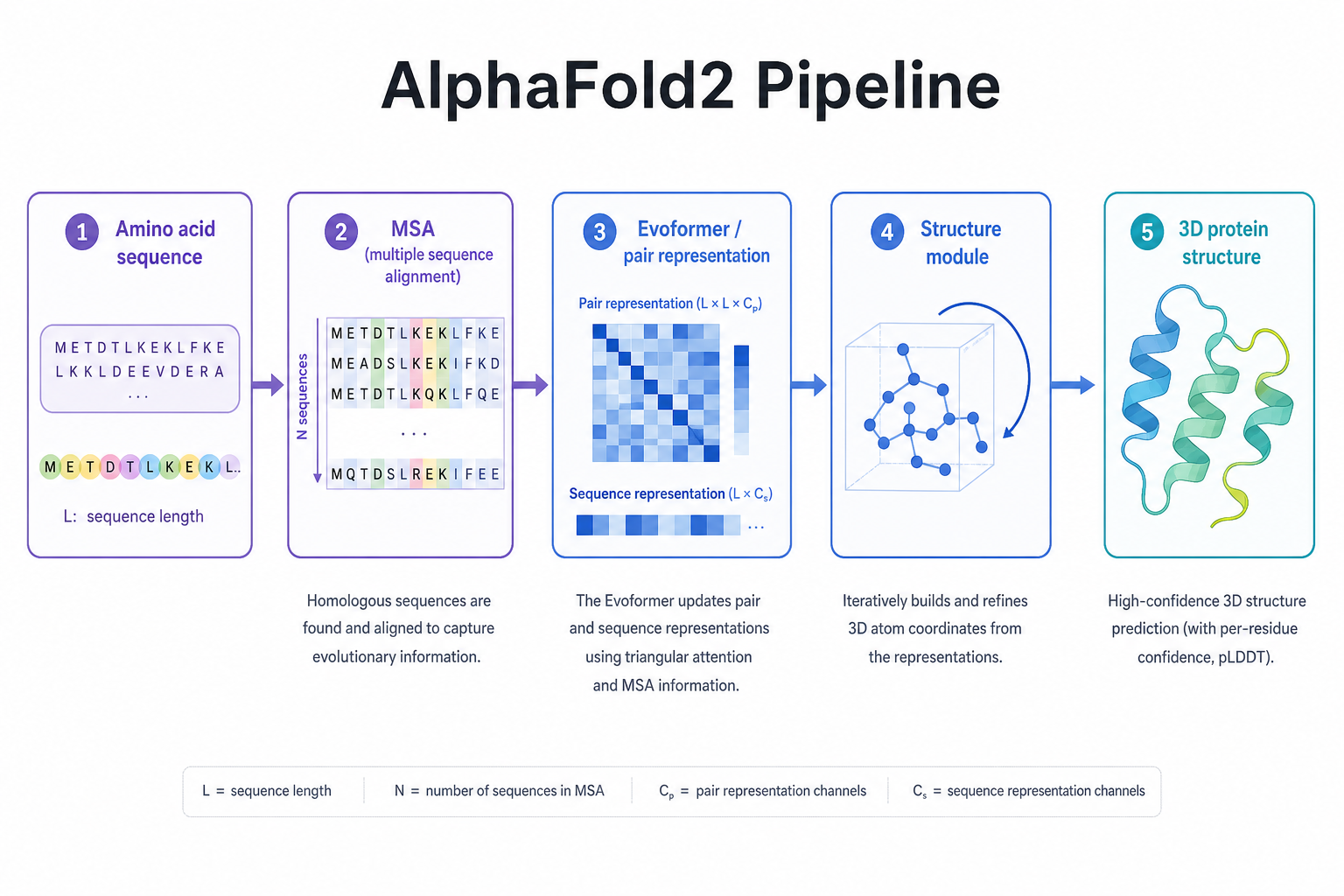 AlphaFold 流水线示意图