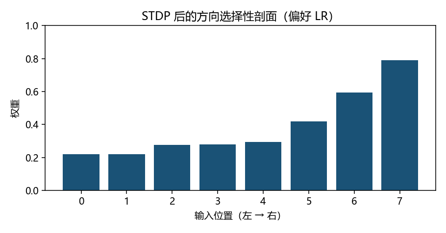 训练后的方向选择性权重