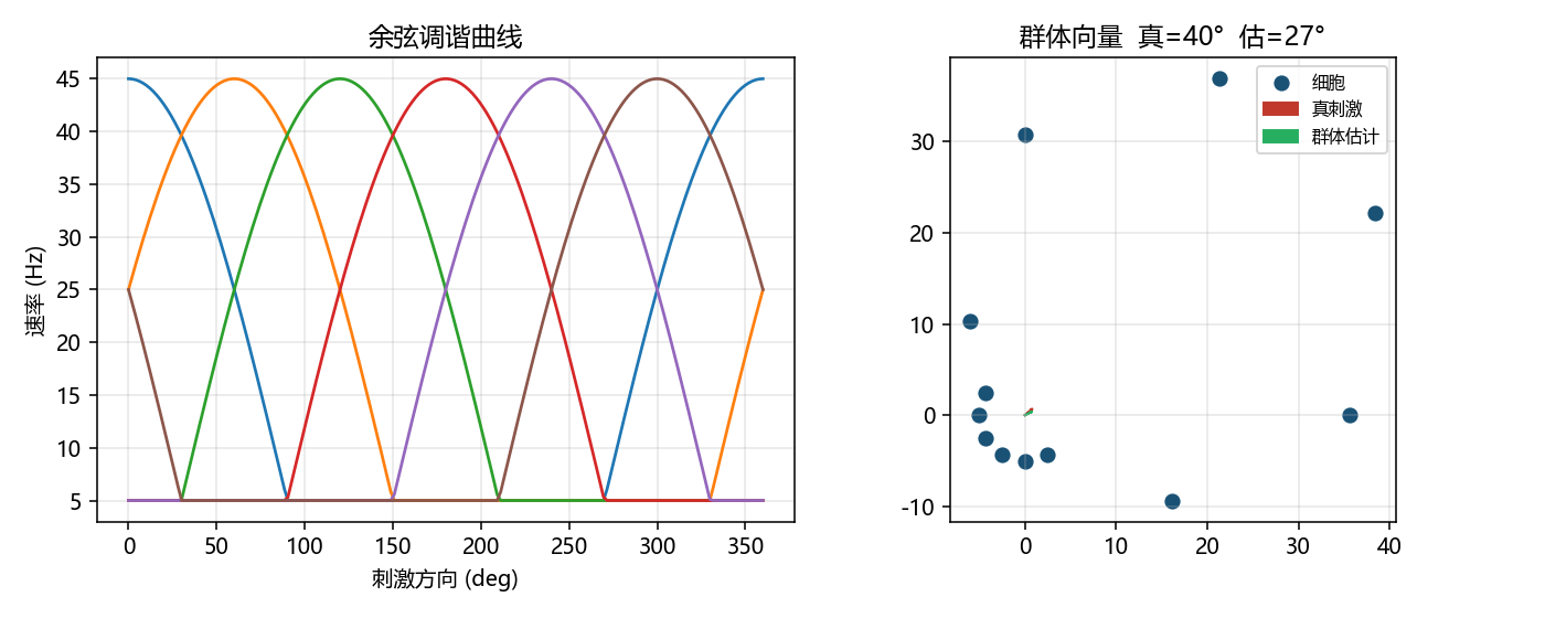 余弦调谐与群体解码