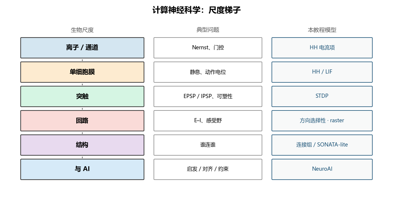 计算神经科学的尺度梯子
